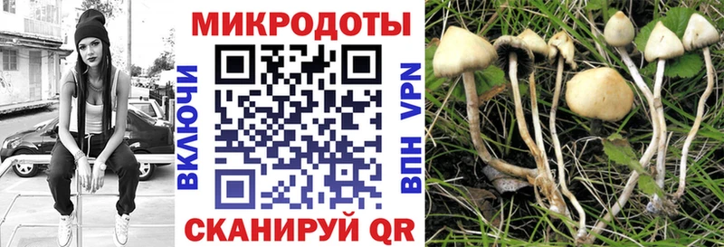 закладки Гаврилов Посад Псилоцибиновые грибы Psilocybine cubensis